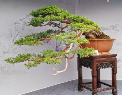 bonsai dáng văn nhân nghệ thuật