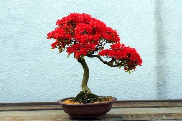 bonsai dáng chổi tán lá xòe tròn